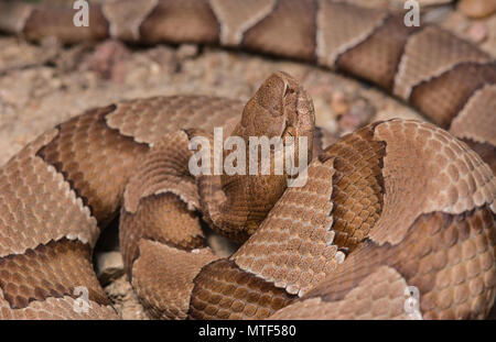 Northern Copperhead (Agkistrodon contortrix) von Gage County, Nebraska, USA. Stockfoto