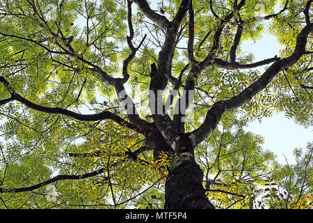 Mahagoni Baumkronen mit bunten und lebendigen Blätter im Herbst, vom Boden aus gegen den hellen Himmel gesehen, in Kerala, Indien. Stockfoto