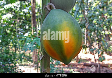 In der Nähe von Reifen, große und organischen rot Lady papaya in Werk in Kerala, Indien wächst. Stockfoto