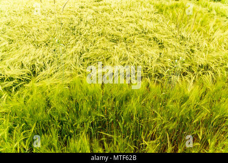 Grüne Weizen gegen detaillierte schießen. Stockfoto