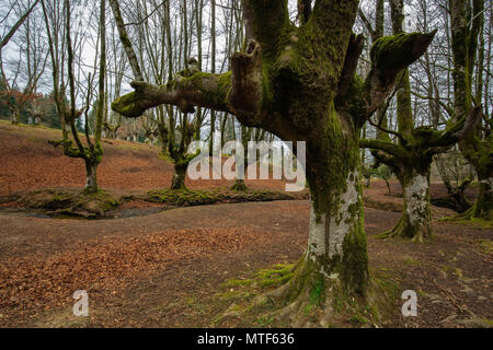 Otzarreta Buchenwälder. Gorbea Natural Park. Spanien. Stockfoto