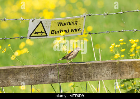 Eine weibliche house Sparrow, Passer domesticus, sitzen auf einem hölzernen Zaun mit Stacheldraht neben einem Stück Wiese neben einem öffentlichen Weg in der Nähe der Gehäuse. Stockfoto