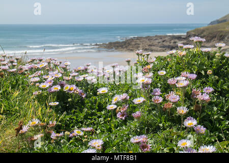 Wilde Blumen auf einer Klippe mit Blick auf Baby Bay, Neu: Polzeath, North Cornwall Stockfoto