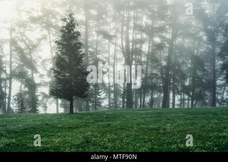 Wald landschaft und morgen Nebel im Frühjahr. Stockfoto