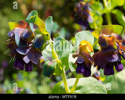 Blau-grüne Laub, dunklere Hüllblätter und violetten Blüten des Sommers blühen jährliche Honeywort, Cerinthe major 'Purpurascens' Stockfoto