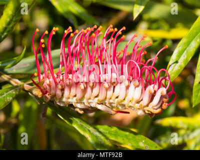 Ungewöhnliche Blüten der Gully, Grevillea Grevillea barklyana, mit markanten roten Styles, Blüte im Frühsommer in Großbritannien Stockfoto