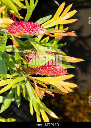 Ungewöhnliche Blüten der Gully, Grevillea Grevillea barklyana, mit markanten roten Styles, Blüte im Frühsommer in Großbritannien Stockfoto