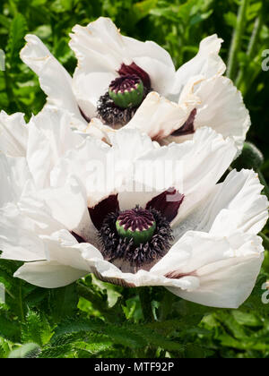 Flamboyant, dunkle zentriert weiße Blume der frühen Sommer blühende Stauden orientalischer Mohn, Papaver orientale 'Royal Wedding' Stockfoto