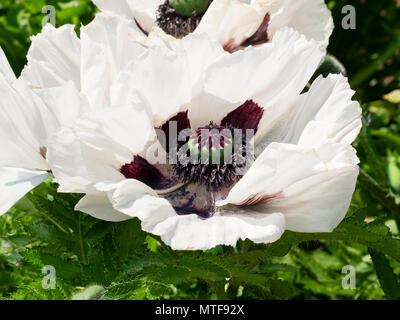 Flamboyant, dunkle zentriert weiße Blume der frühen Sommer blühende Stauden orientalischer Mohn, Papaver orientale 'Royal Wedding' Stockfoto