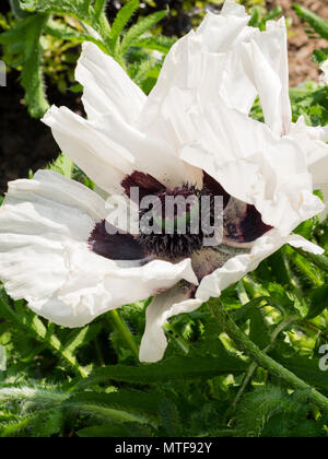 Flamboyant, dunkle zentriert weiße Blume der frühen Sommer blühende Stauden orientalischer Mohn, Papaver orientale 'Royal Wedding' Stockfoto