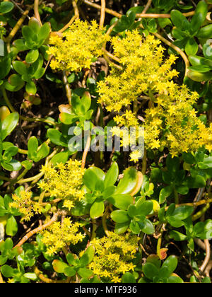 Gelb, Anfang Sommer Blumen der größeren Mexikanischen Mauerpfeffer, Sedum praealtum, Strauchigen, winterharte Sukkulenten Stockfoto