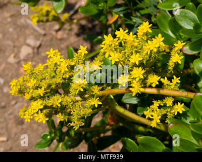 Gelb, Anfang Sommer Blumen der größeren Mexikanischen Mauerpfeffer, Sedum praealtum, Strauchigen, winterharte Sukkulenten Stockfoto