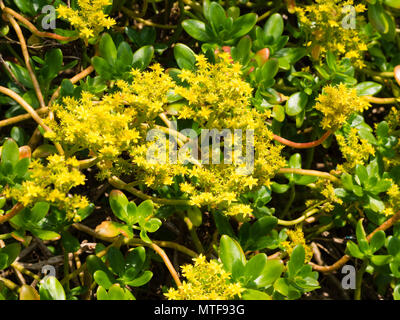 Gelb, Anfang Sommer Blumen der größeren Mexikanischen Mauerpfeffer, Sedum praealtum, Strauchigen, winterharte Sukkulenten Stockfoto