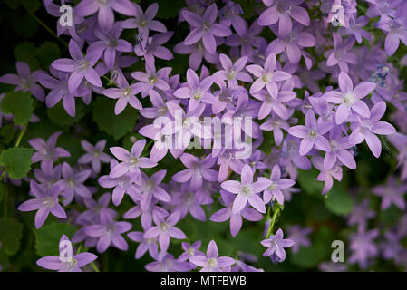 Campanula portenschlagiana Blüte Stockfoto