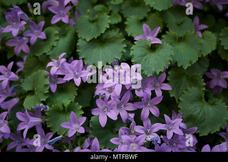 Campanula portenschlagiana Blüte Stockfoto