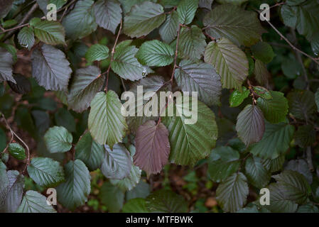 Corylus maxima purpurea Stockfoto