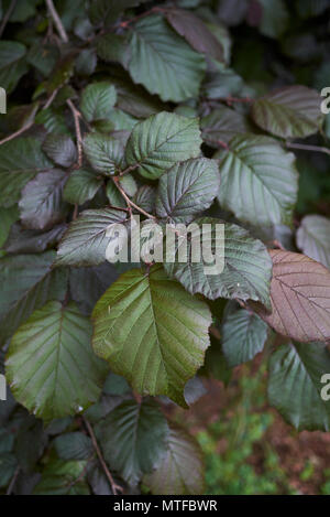 Corylus maxima purpurea Stockfoto