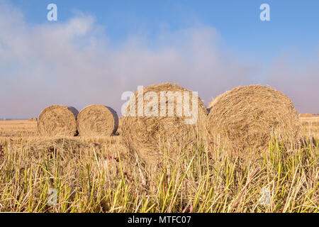 Large round hay bales sit in a golden field after harvest under a clear blue sky. Stockfoto