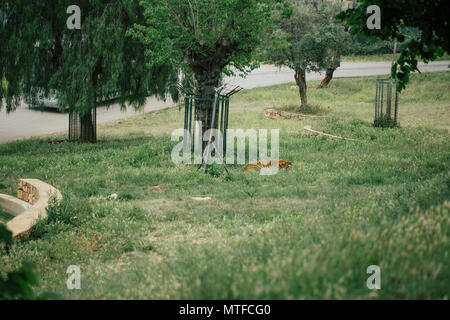 Tiger unter einem Baum in Fasano Apulien Italien Stockfoto