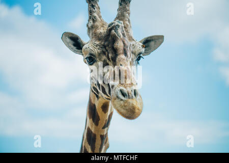 Giraffe in Apulien Fasano Safari Zoo Italien Stockfoto