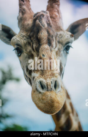 Giraffe in Apulien Fasano Safari Zoo Italien Stockfoto