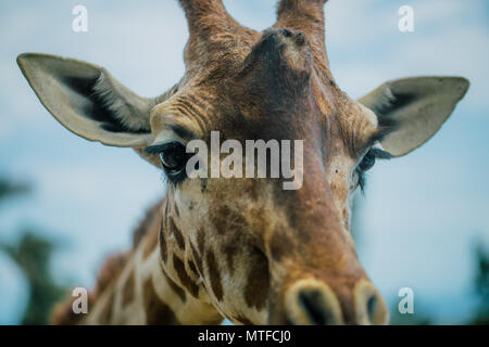 Giraffe in Apulien Fasano Safari Zoo Italien Stockfoto