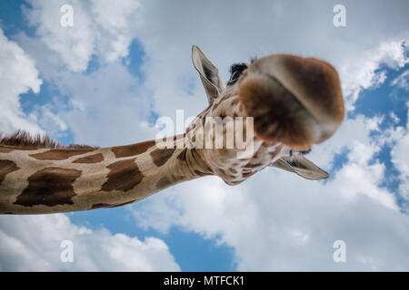 Giraffe in Apulien Fasano Safari Zoo Italien Stockfoto
