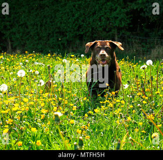 Chocolate Labrador Fruehling im ranunkeln Stockfoto