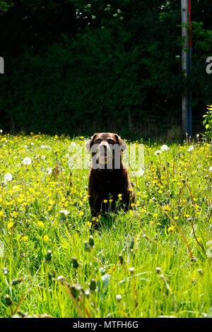 Chocolate Labrador Fruehling im ranunkeln Stockfoto