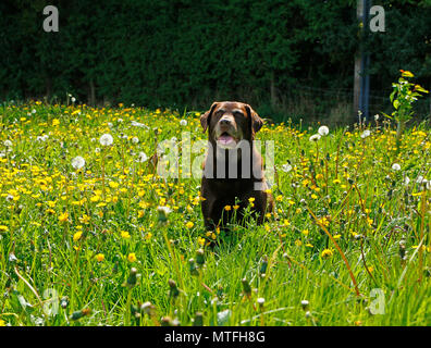 Chocolate Labrador Fruehling im ranunkeln Stockfoto