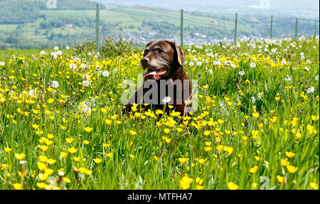 Chocolate Labrador Fruehling im ranunkeln Stockfoto