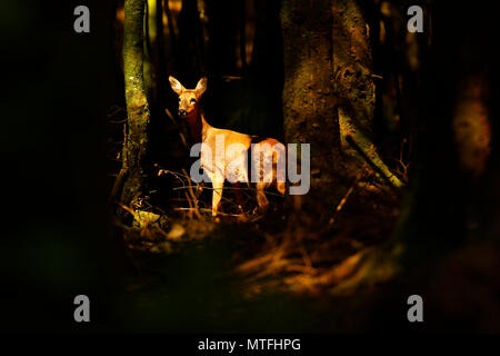 Atemberaubend schöne Roe doe tief im Holz in den frühen Morgenstunden gefangen Stockfoto