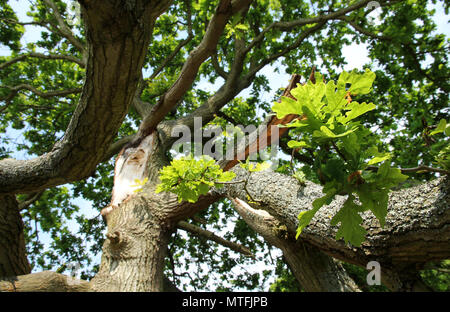 Sturm beschädigt Eiche Walberswick Suffolk Stockfoto