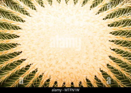 Golden Barrel Cactus (Echinocactus Grusonii) Stockfoto