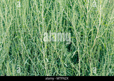 Anlage von Sorghum für die Herstellung von Besen für ausgedehnte natürlich. Farbkorrektur Wirkung. Stockfoto