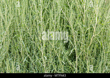 Anlage von Sorghum für die Herstellung von Besen für ausgedehnte natürlich. Stockfoto