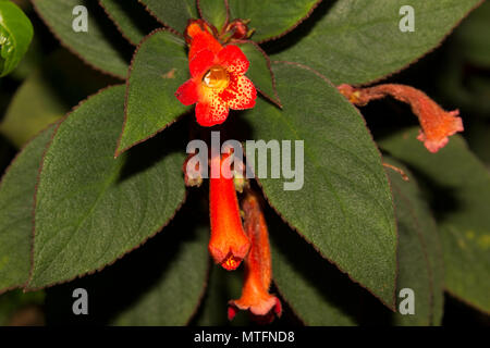 Rote Trompete (Kohleria eriantha) Stockfoto