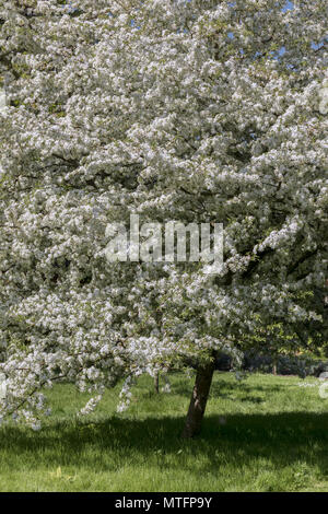 Malus transitoria, Schnittblatt-Krabbe, blühend in einem englischen Garten im Frühjahr, England, UK Stockfoto