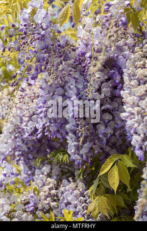 Eine schöne lila Wisteria Floribunda Blüte im Mai, England, Großbritannien Stockfoto