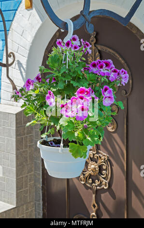 Garten Blume der Petunia in einen Blumentopf für Blumen in der Nähe der Eingangstüren geschmiedet Stockfoto