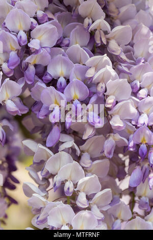 Nahaufnahme der lila / lila und weißen Blüten einer Wisteria floribunda Blüte in einem englischen Garten, England, UK Stockfoto