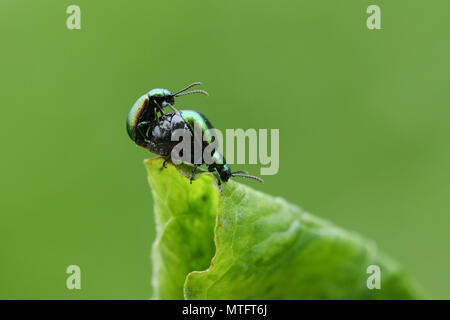 Eine hübsche Paarung Paar Grüne Dock Käfer (Gastrophysa viridula) auf ein Blatt. Stockfoto