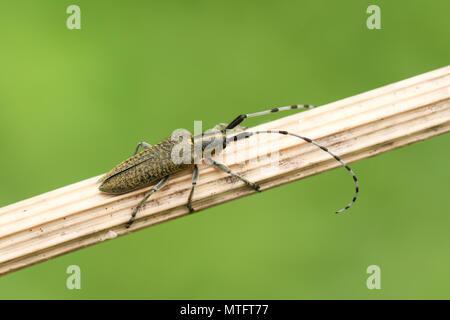 Eine atemberaubende Golden-blühte Grau Longhorn Beetle (Agapanthia villosoviridescens) hocken auf einem Betrieb stammen. Stockfoto