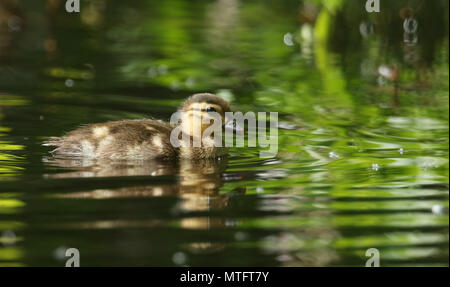Ein niedliches Baby Mandarin Entlein (Aix galericulata) Schwimmen in einem See auf der Suche nach Nahrung. Stockfoto