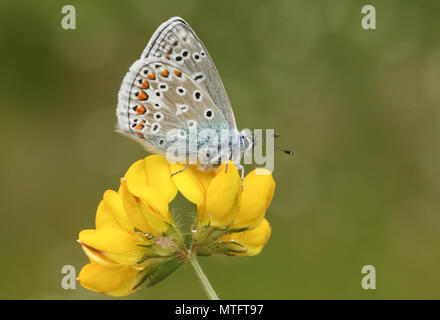 Eine atemberaubende männlichen Gemeinsame Blauer Schmetterling (Polyommatus icarus) auf eine Vogelperspektive - Fuß - Kleeblatt Blume (Lotus corniculatus). Stockfoto