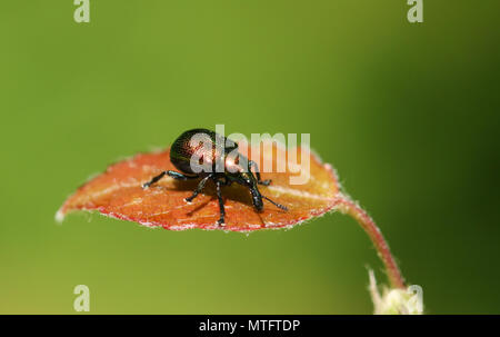 Eine hübsche Blatt rolling Rüsselkäfer (Byctiscus populi) auf ein Blatt. Stockfoto