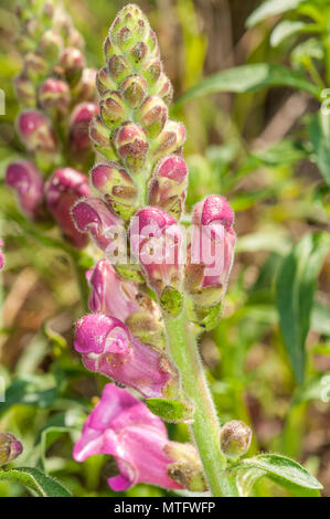 Gemeinsame snapdragon, Antirrhinum majus Stockfoto