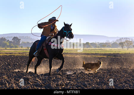 Eine mexikanische COWBOY galoppiert in Dämmert früh Licht - San Miguel de Allende, Mexiko Stockfoto