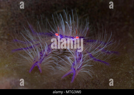 Lauriea siagiani, ist eine Pflanzenart aus der Gattung der squat Lobster. Bild wurde in Anilao, Philippinen genommen Stockfoto