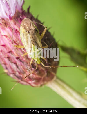 Kartoffel capsid Bug (Closterotomus norwegicus) auf Thistle. Tipperary, Irland Stockfoto